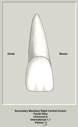 Mx Central Labial.png